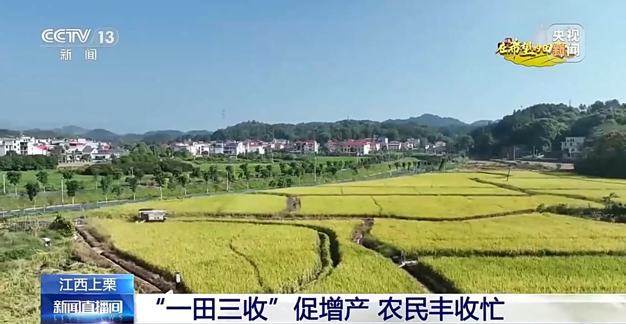 北玉米南水稻 藜麦也来凑热闹 共绘金秋好“丰”貌(图12)