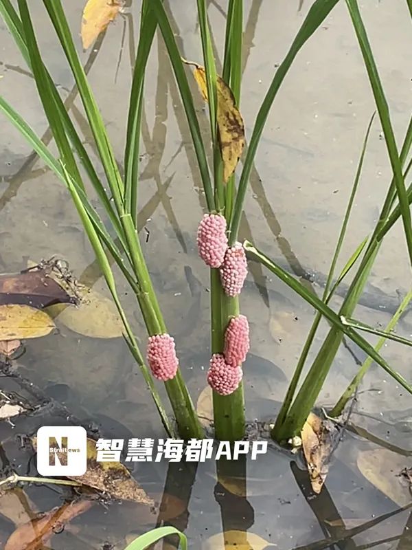 大量福寿螺！福州又出现了！寄生虫多达6000条！千万别碰、别