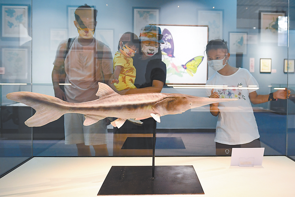 专家：白鲟灭绝警示人们须花更大力气保护好长江鲟、中华鲟等鱼类(图2)