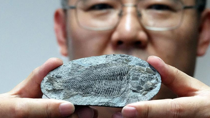 中国科学家发现新的裂齿鱼类化石