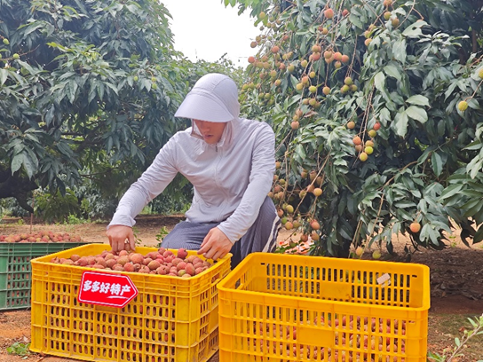 拼多多发布《2025农产品上行半年报》：“多多好特产”加码扶持农货商家农产品销量同比增长47%(图2)