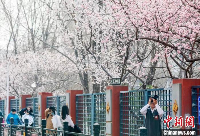 北京推出132处公园赏花片区 丰裕公众出逛体验