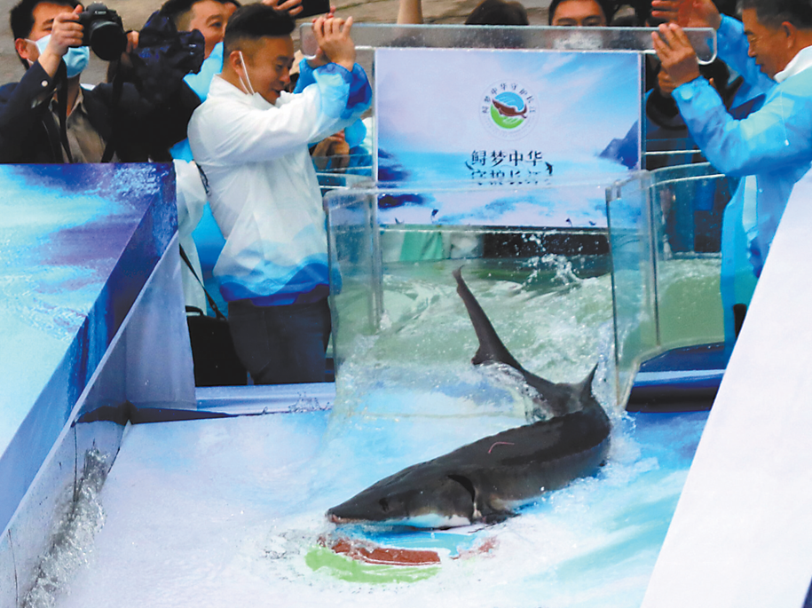 专家：白鲟灭绝警示人们须花更大力气保护好长江鲟、中华鲟等鱼类(图1)