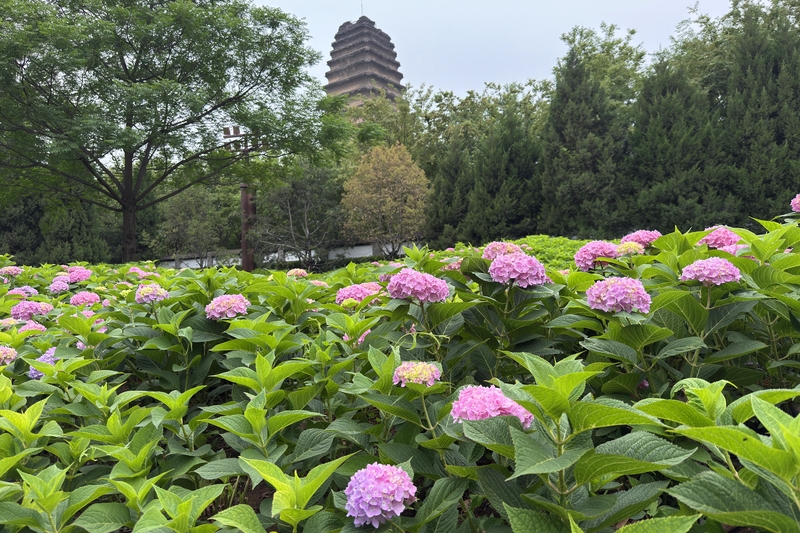 陕西西安：小雁塔迎来别样夏日盛景