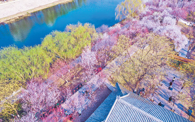天津市红桥区以花为媒，打制文明旅逛节——来桃花堤，感染文艺气息