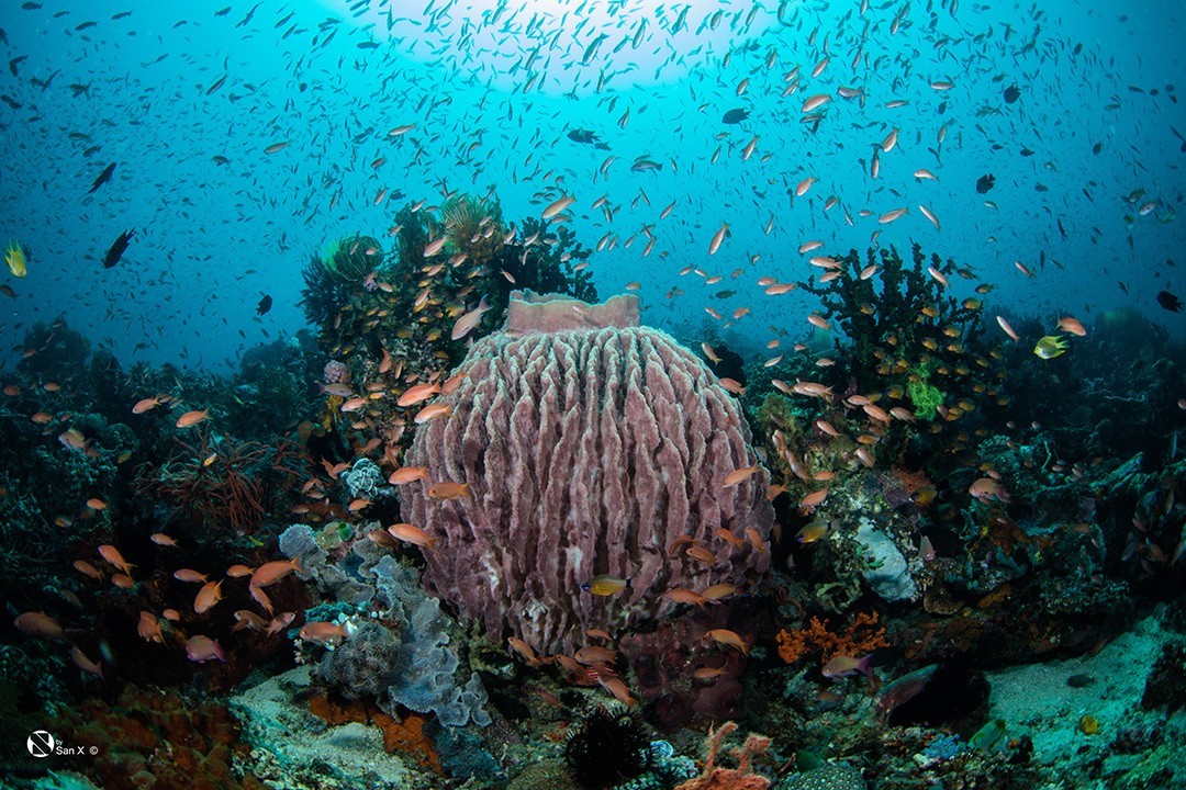 世界海洋日与亿角鲸一起共度BLUE UP蔚蓝力量「我与海洋的12小时」(图8)