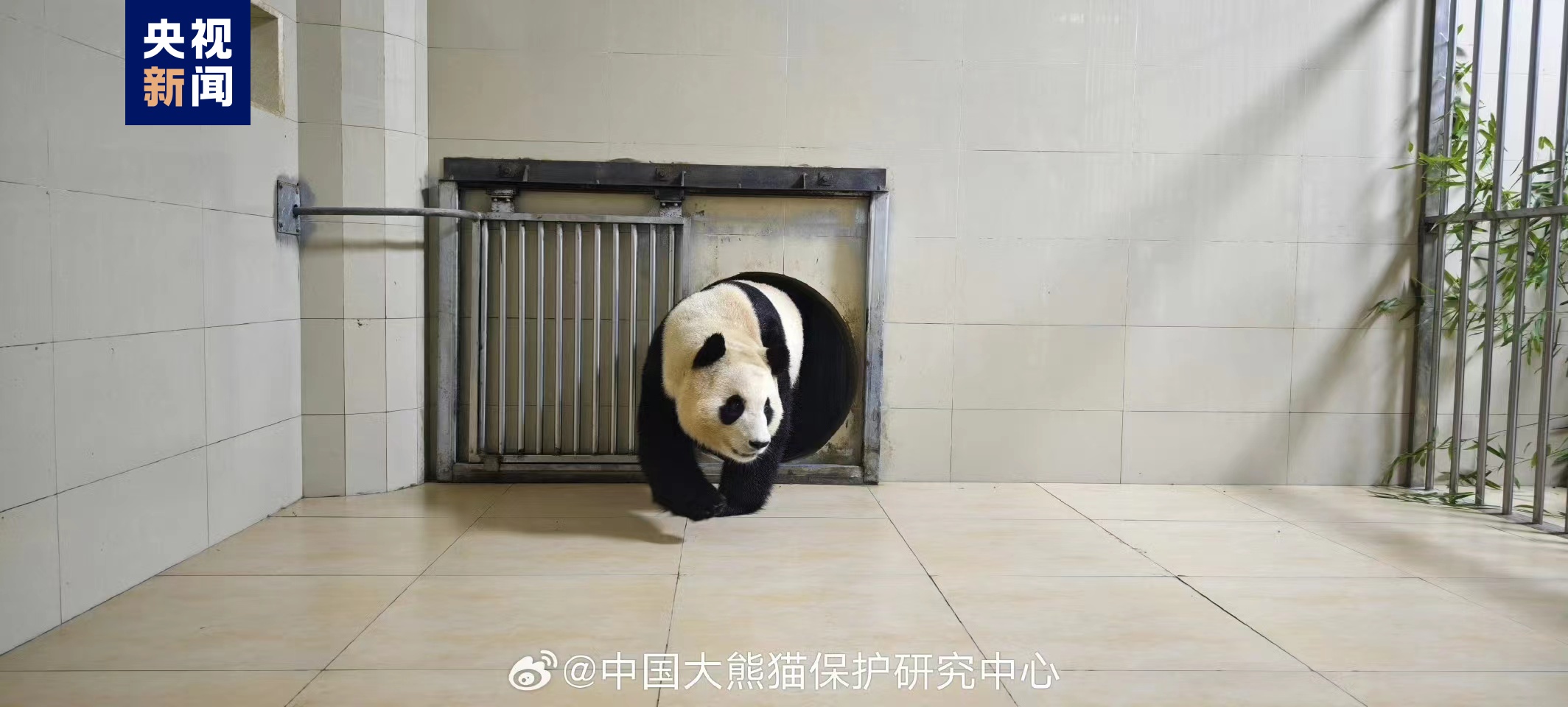 大熊猫“福宝”已胜利抵家 状况卓着