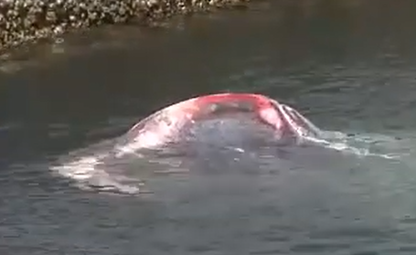 日本福岛渔港现10米长迷路抹香鲸 第二天确认死亡