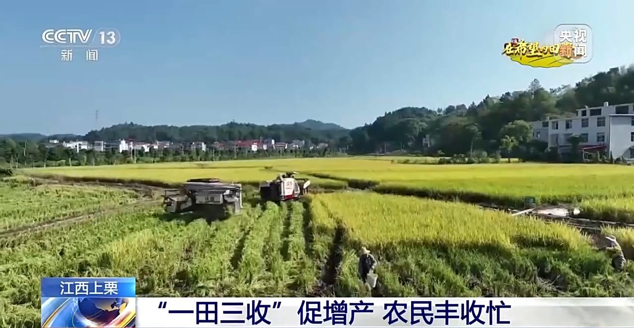 北玉米南水稻 藜麦也来凑热闹 共绘金秋好“丰”貌(图11)