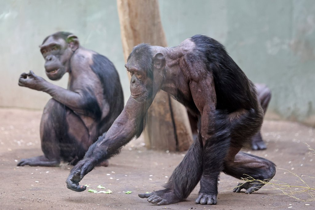 德邦一动物园惊人一幕：黑猩猩毛发落莫，显露皮肤肌肉！园方忧愁是因“互相撕扯”