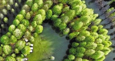 洪泽湖湿地：水杉林一片翠绿