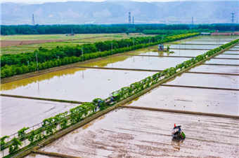  Taiyuan, Shanxi Province: planting rice seedlings in early summer, playing the "busy farming song"