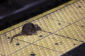 yl34511线路中心老鼠横行，纽约发起“垃圾革命”