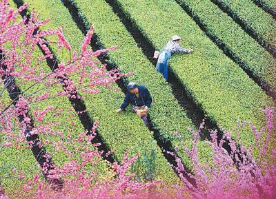 湖北咸丰：“小茶叶”成“大产业”