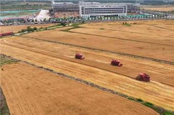 安徽4300余万亩小麦已收获过半