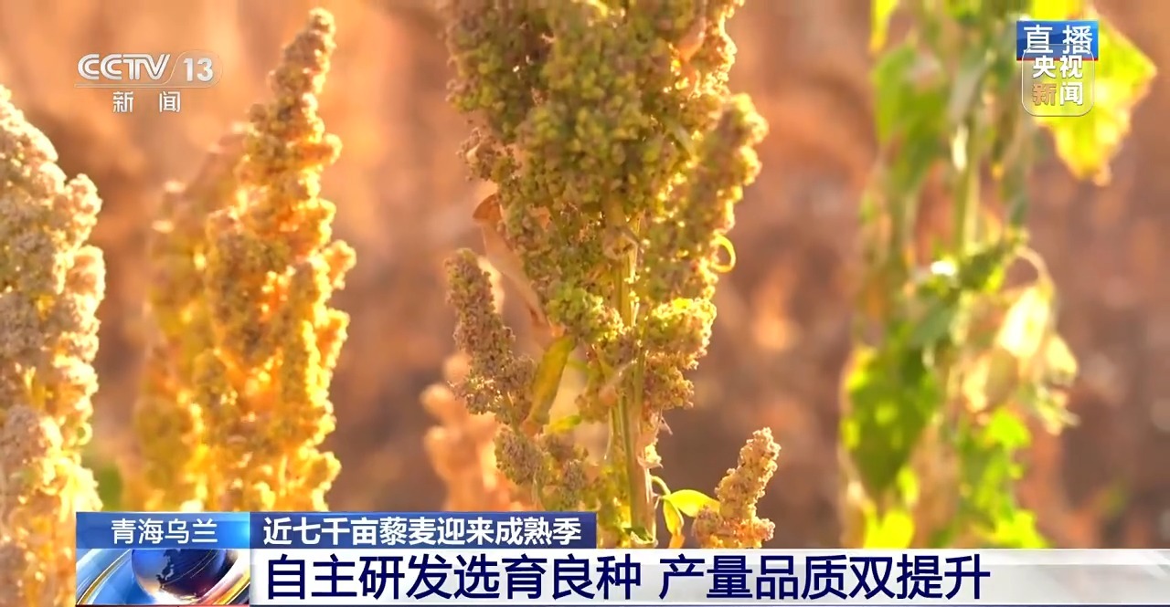 北玉米南水稻 藜麦也来凑热闹 共绘金秋好“丰”貌(图19)