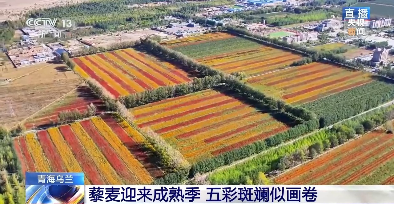 北玉米南水稻 藜麦也来凑热闹 共绘金秋好“丰”貌(图15)