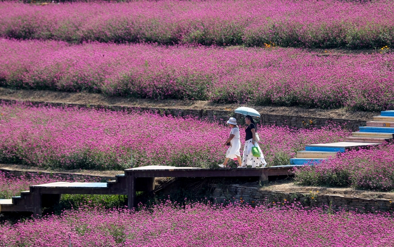 贵州乌当：粉色花海引游人