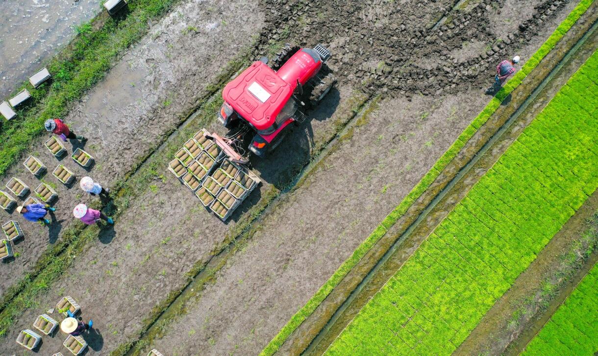  Rugao, Jiangsu Province: Rush to harvest rice seedlings during the farming season