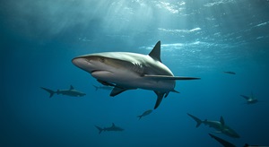 英媒：热带海域更热，鲨鱼陷生存危机