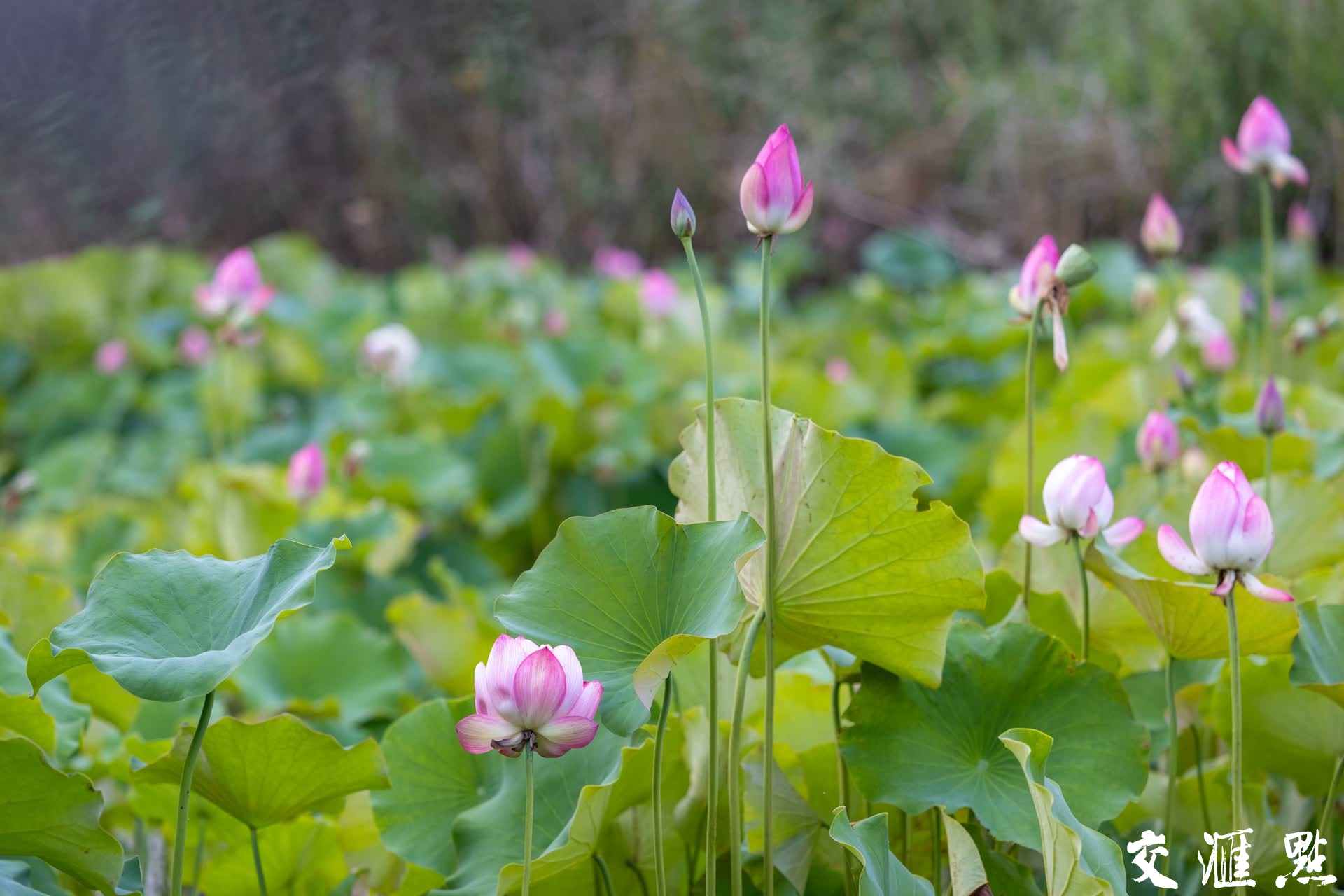  Nanjing, Jiangsu: Lotus in full bloom makes painting beautiful