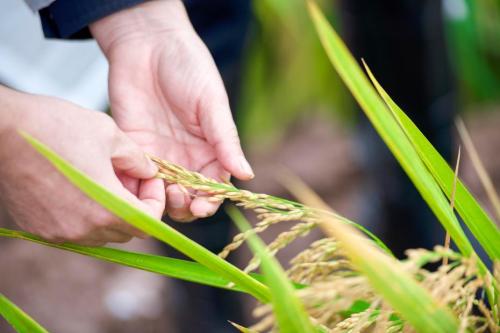 安徽水稻种子出口量连续5年居中国首位