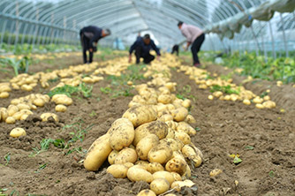 河南夏邑：土豆种植助增收