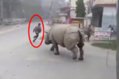 巨兽游街！犀牛走上尼泊尔街道险些冲撞路人