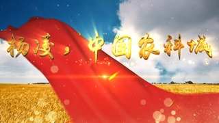 杨凌