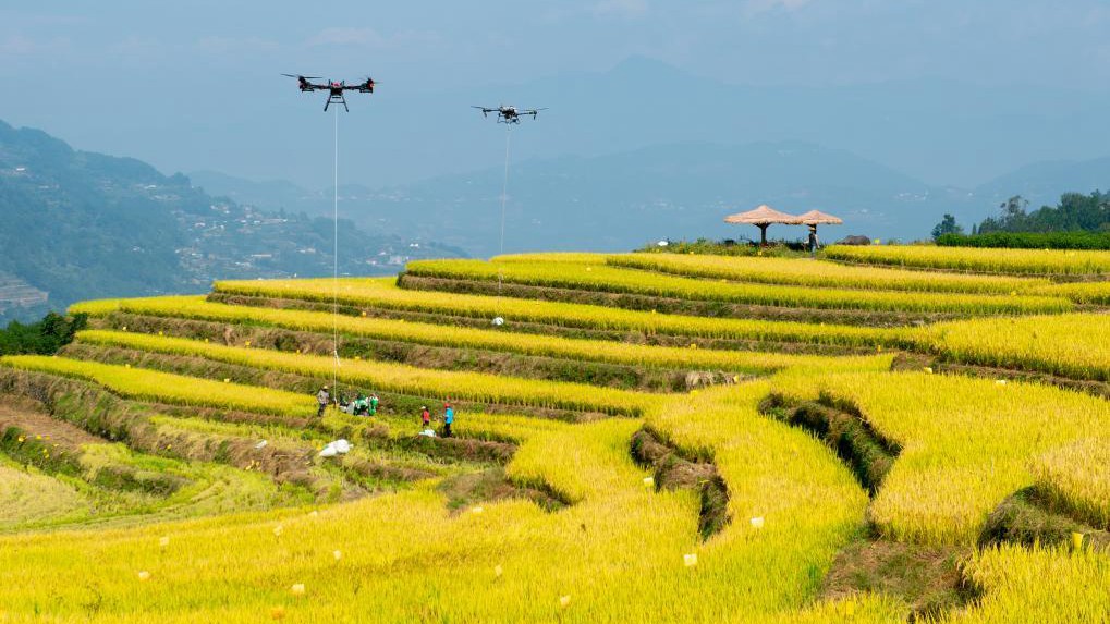 “十四五”亮点丨年收入约18万亿元！乡村产业绘新貌