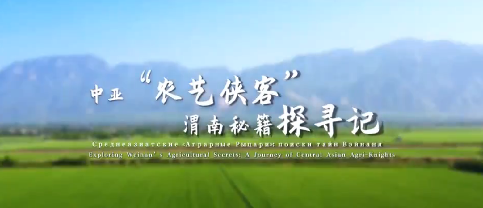 《中亚“农艺侠客”渭南秘籍探寻记》