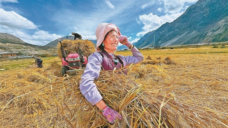 雪域欢歌庆丰收 高原沃野绘新图