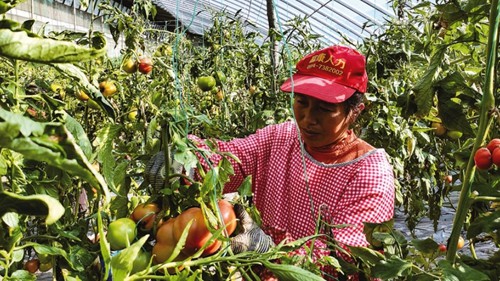 陕西洛南：西红柿“喝牛奶” 品质优销售旺