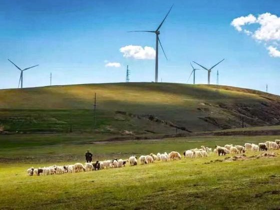 大件羊肉撑起的“一羊兴镇”致富路