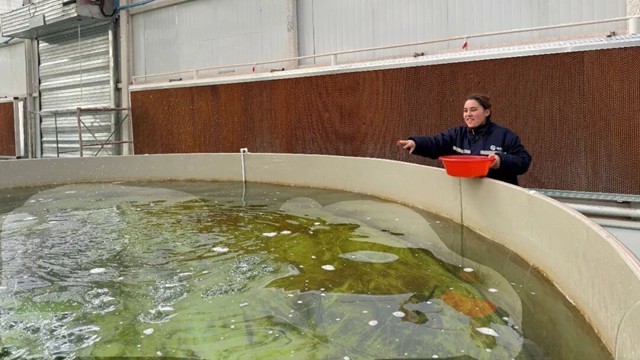 喀什·寻鲜记 ②丨“养”在云端的鱼