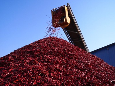 河南襄城：椒香满溢产业旺