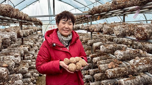 小菌菇铺就一方致富路