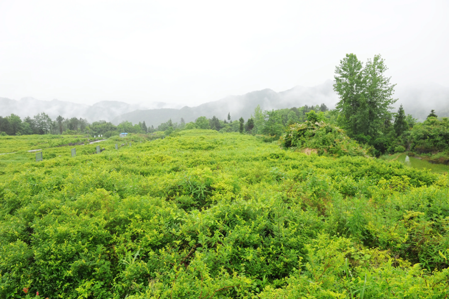 藤茶：一叶串起特色农业与大健康，书写富民新篇