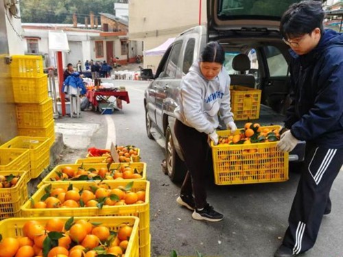 广东波罗镇：沃柑成“黄金果” 全链条帮扶促增收