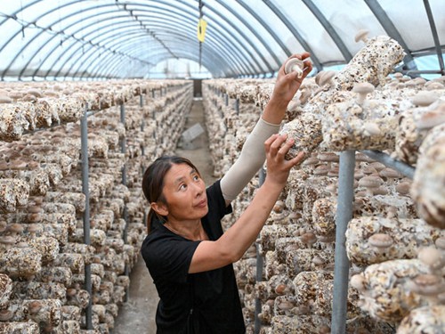 深耕希望田野 擘画“三农”蓝图