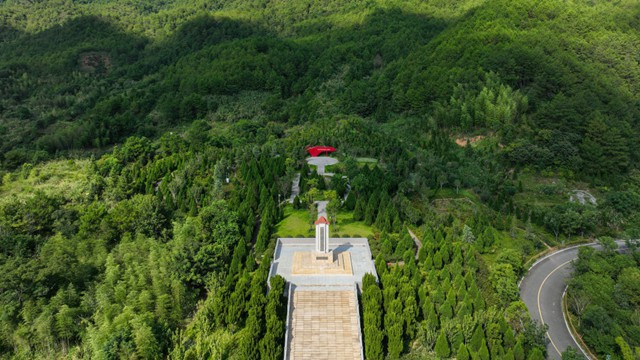 这棵香樟树，见证26年“绿色长征”