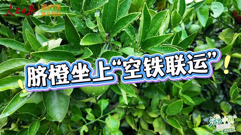 活力中国调研行 | 脐橙坐上“空铁联运”