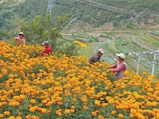 云南禄劝彝族苗族自治县：建起古渡新村 种出食药宝库
