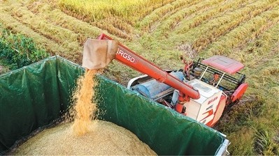 今年粮食丰收在望——把农业建成现代化大产业