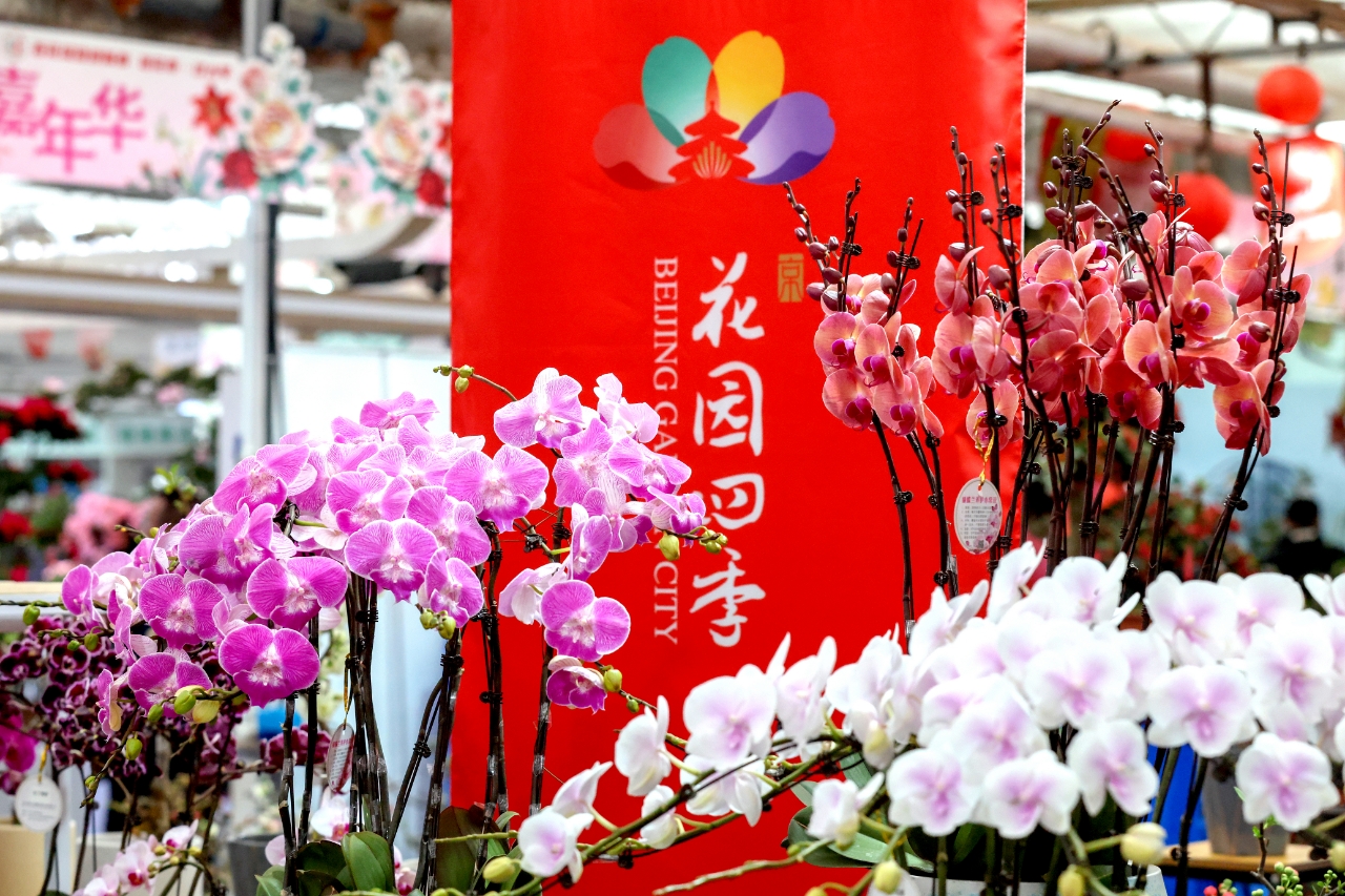 2026北京家庭园艺嘉年华暨迎春年宵花展盛大启幕 共绘“花园城市”新春画卷