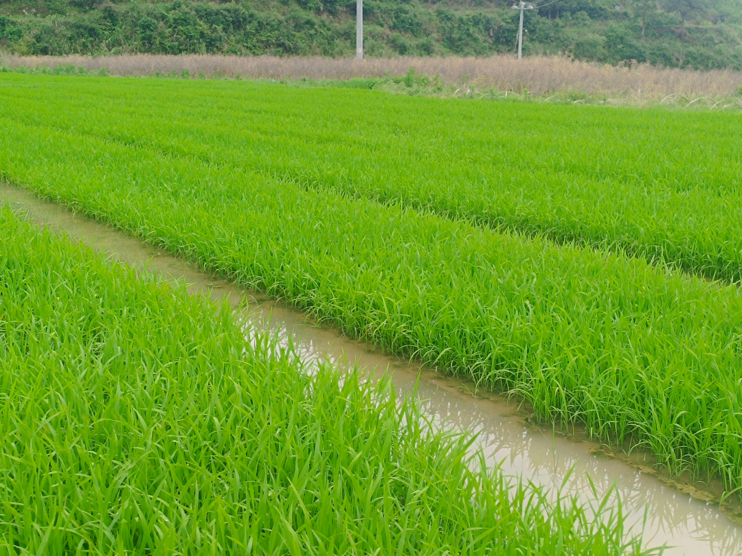 上塘镇:水稻秧苗长势好,只待插秧丰收时