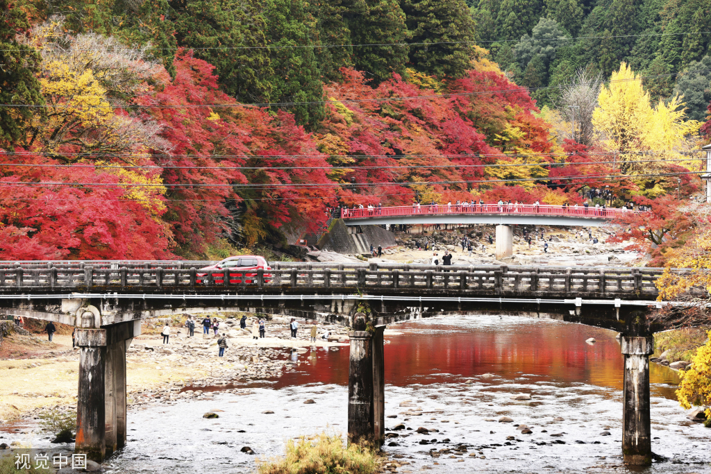 日本爱知县举办枫叶节 4000棵枫树正当时