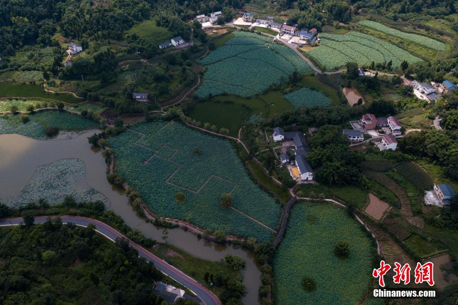 航拍夏日重庆铜梁荷和原乡 诗意田园
