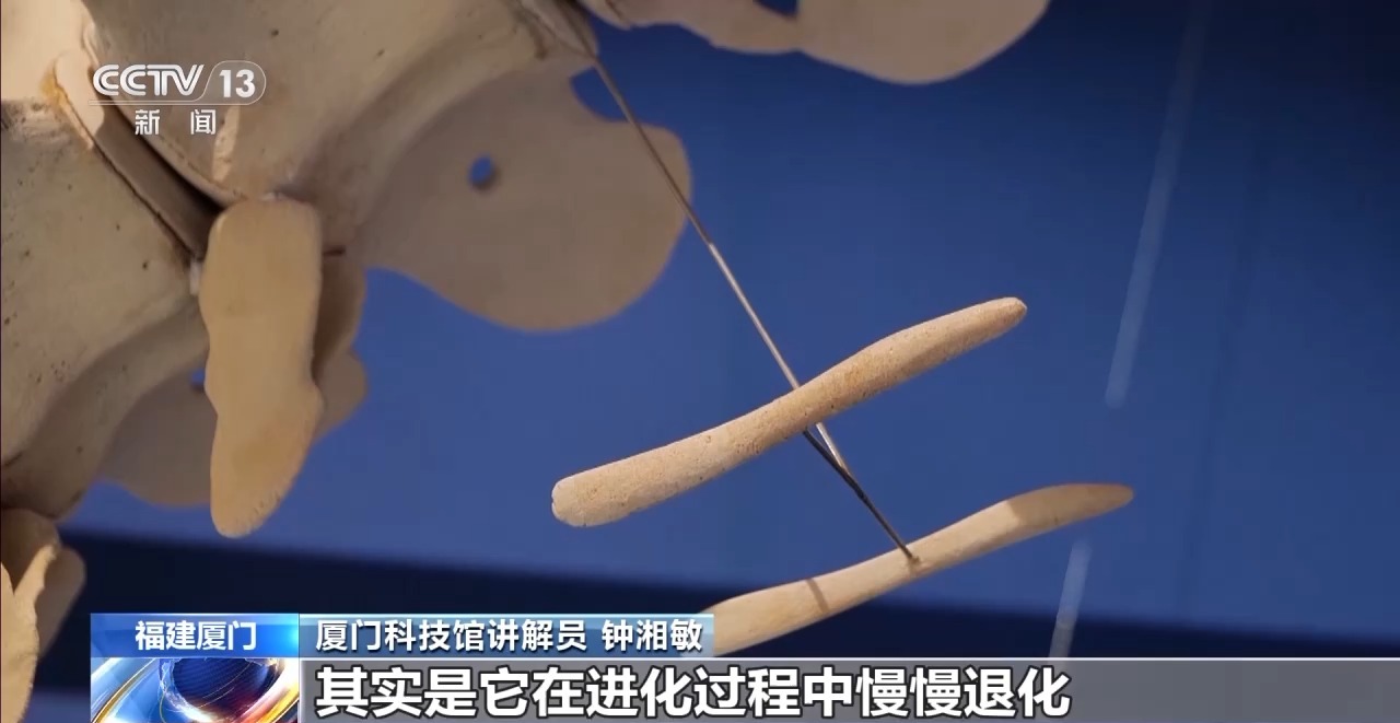 暑期博物馆四大推荐：恐龙蛋、角岛鲸、兵法简、深空展插图4