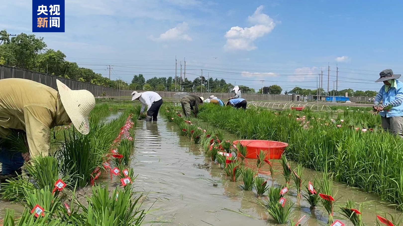 ✅体育直播🏆世界杯直播🏀NBA直播⚽中国科学家发现植物免疫激活新机制
